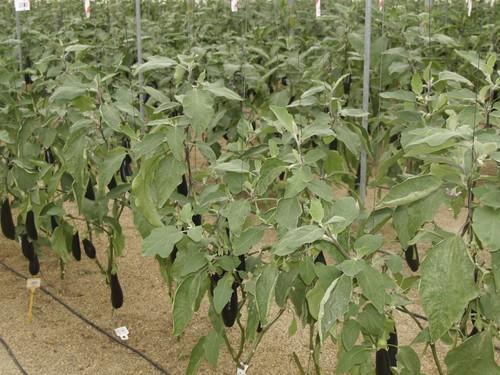 La berenjena supera ya los 4 euros el kilo por la escasez de producción