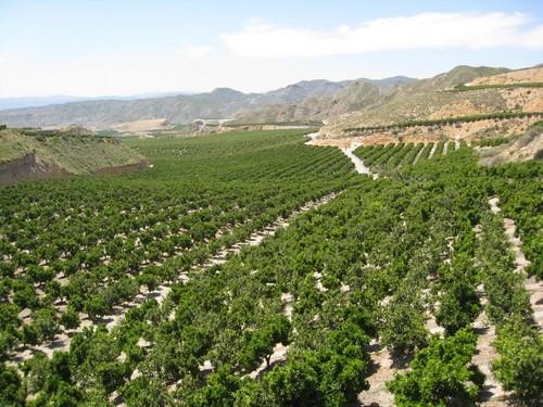 El PSOE impulsa una medida para solicitar a la UE un estudio sobre el impacto de la importación de cítricos de Sudáfrica