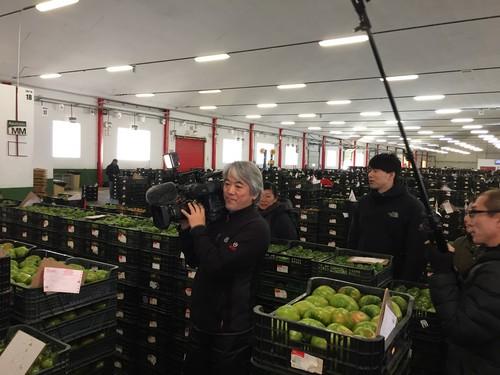 La TV pública japonesa se interesa por el sabor de los tomates de Agrupalmería