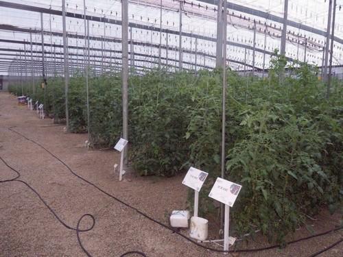 Diamond Seeds ofrece a sus mercados una amplia gama de variedades de frutas y hortalizas siendo competitivo en muchas tipologías y especies