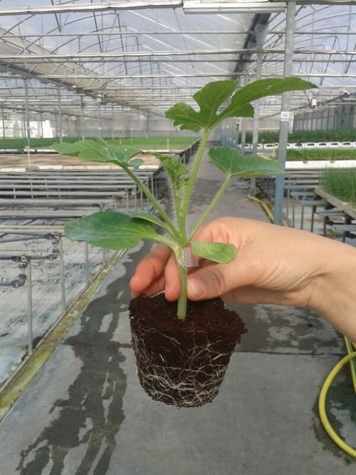 Semilleros Laimund constata un descenso de los pedidos de melón y un incremento de la demanda de sandía para primavera