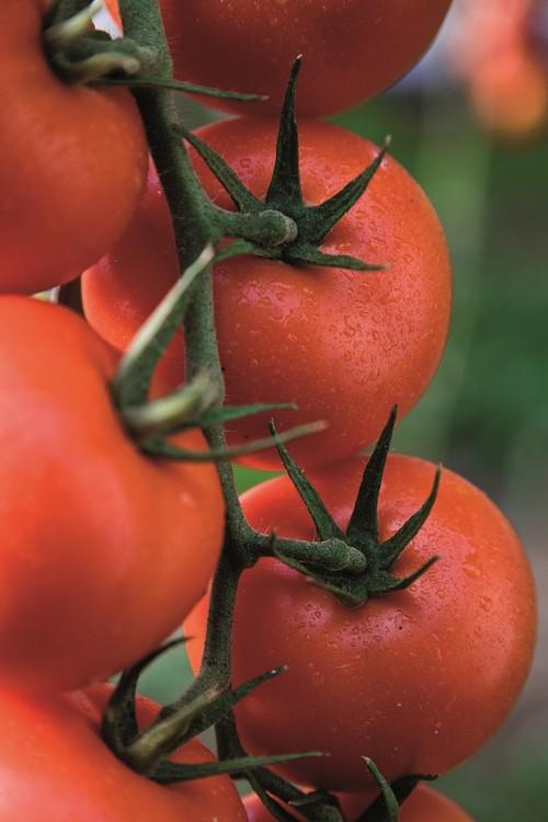 Semillas Fitó sorprenderá en Fruit Logistica 2017 con su amplia gama de producto