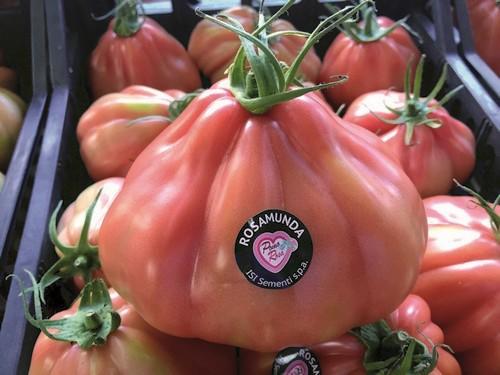 ISI Sementi apuesta fuerte  por el desarrollo de variedades  de tomate ramo y cherry y alcanza  el éxito internacional con Rosamunda F1