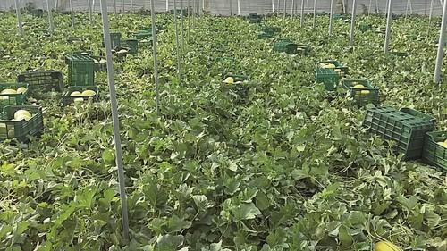 Soluciones Fertinagro altamente eficaces para mejorar de forma sostenible la sanidad vegetal de los cultivos: Efisoil Superbia y Organia Viventia