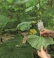 Agrobío hace realidad  el control biológico eficaz en pepino