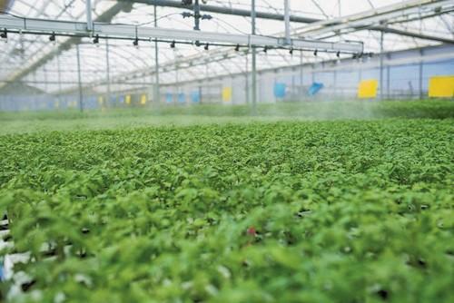 Grupo Cristalplant alcanza cotas del 98% en germinación y prendimiento de injertos en 2016