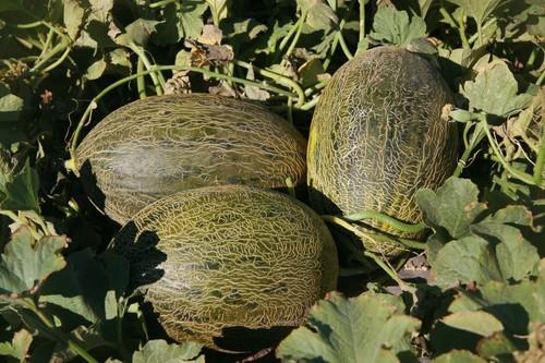 Syngenta lanza Airen, un melón piel de sapo que refuerza la apuesta de la compañía por variedades con sabor