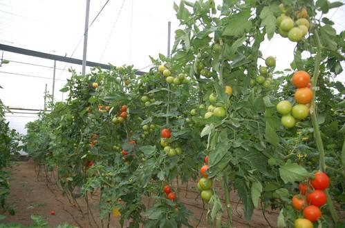 Agricultura Viva en Acción insta a los agricultores a 'posponer' la recogida de sus cosechas como medida de protesta