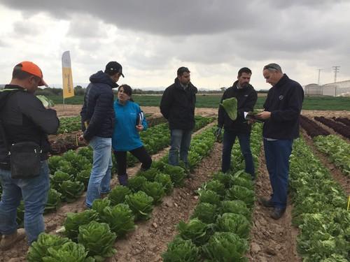 Bayer triunfa con Glamoral y Sideral, las lechugas Romanas con más peso