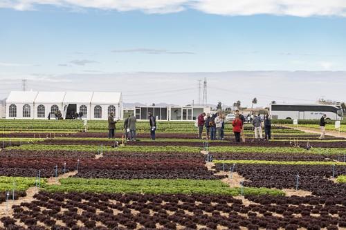 Rijk Zwaan seduce al mercado de las ensaladas con nuevos formatos, texturas y colores