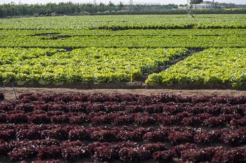 Syngenta presenta múltiples novedades en el segmento Baby Leaf para cuarta gama, tanto en rojo como en verde