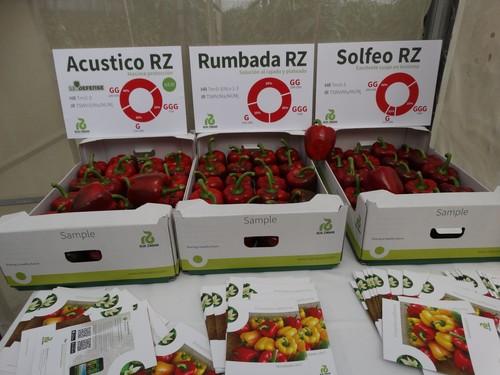 Rijk Zwaan muestra sus variedades de pimiento California tardío en unas jornadas de campo