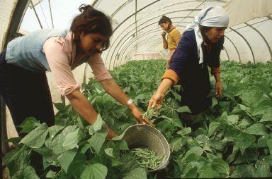 Agricultura ultima la creación del registro de titularidad compartida de las explotaciones agrarias