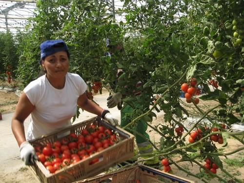 Carmen Ortiz destaca el liderazgo del sector agrario andaluz, con el 25% de la producción y el 34% de la renta nacional
