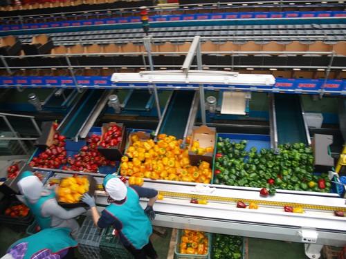 El pimiento California sube de precio en todos sus colores y supera los 2 euros en el caso del rojo