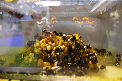 El control biológico y la agricultura ecológica, novedades de Infoagro Exhibition 2017