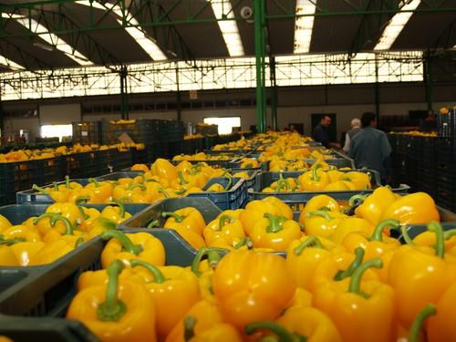 El mes de marzo inicia a su recta final con un fuerte descenso de las cotizaciones