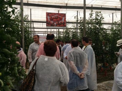 Syngenta presenta su nuevo tomate rama Versalles, que aporta una excelente conservación