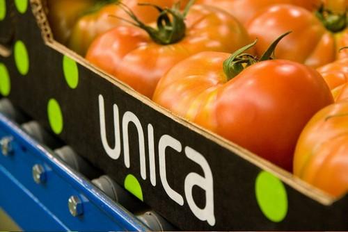 UNICA Group lidera el mercado español de exportación de hortalizas por tercer año consecutivo