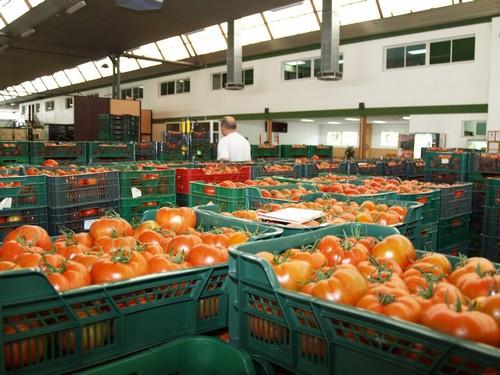 El tomate comienza el mes de abril por encima del euro