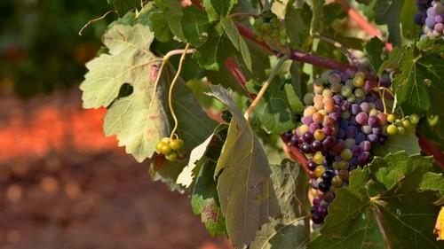 Los socialistas españoles en el Parlamento Europeo urgen medidas en defensa del vino español frente a los ataques franceses