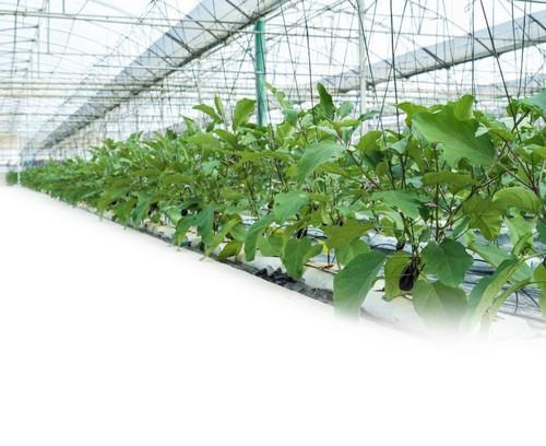 Hortofrutícola  La Ñeca avanza  hacia una producción cien por  cien avalada bajo el certificado GlobalG.A.P.
