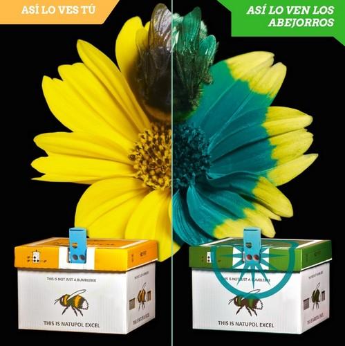 Natupol Excel®, la colmena  que se comunica con los abejorros