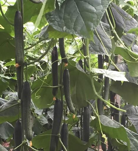 Rijk Zwaan amplía su concepto blueleaf con Arrecife RZ, nuevo tipo Almería con resistencia a oídio y a CGMMV y frutos de calidad