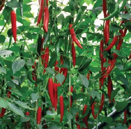 Rijk Zwaan introduce más resistencias en las variedades  de pimiento picante