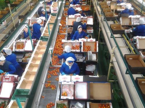 “Vicasol sigue ganando en volumen  y prestigio en los mercados”
