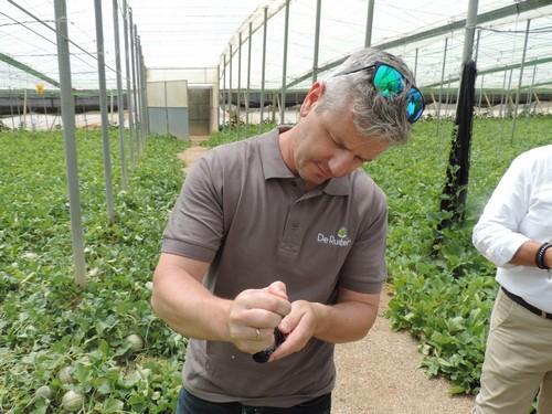 Seminis muestra Sugarlup, un melón cantaloup de calidad y muy competitivo