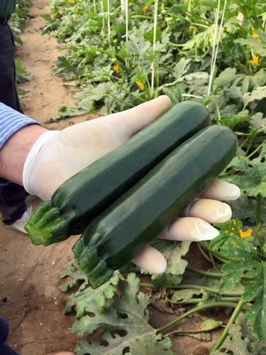 ISI Sementi aporta un amplio catálogo de calabacín adaptado al cultivo en Almería
