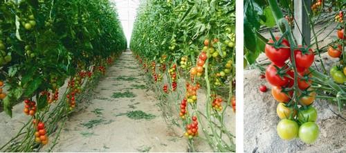 Bacco F1 y Melite F1, dos tomates Premium de Med Hermes con gran sabor y valor nutricional