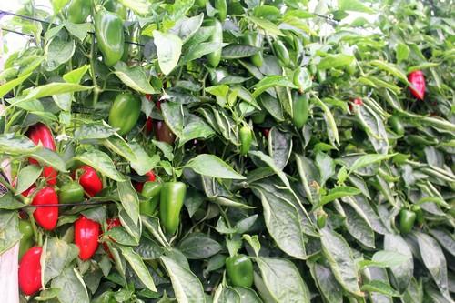 Akira Seeds ofrece al agricultor los pimientos más especiales del mercado