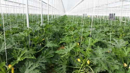 Cropclean, comprometida con la protección de los cultivos fomentando la venta de insumos residuo cero