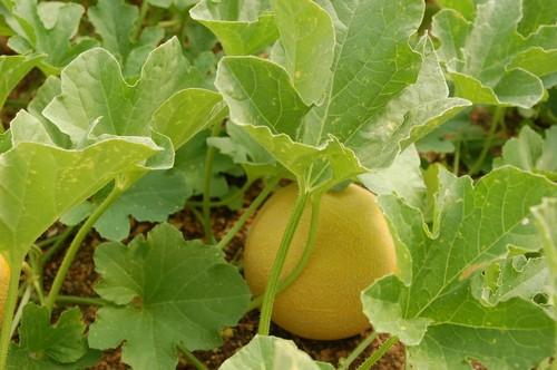 ASAJA denuncia la “drástica” caída de precios para el agricultor en esta campaña de primavera
