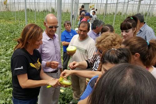 Con Readygal F1, la marca Nunhems dirige hacia Almería la demanda de melón galia con calidad y sabor