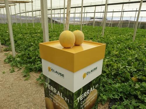 Terral, el galia larga vida de HM. Clause con frutos uniformes y buen sabor