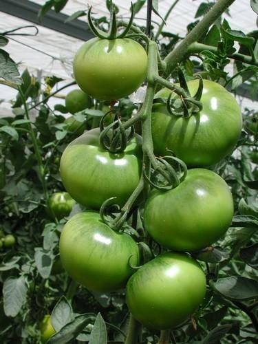 Almería incrementa en un 19,68% hasta marzo el valor de la exportación de tomate con respecto a la campaña pasada