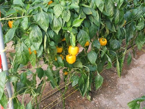 Agricultura realizará un seguimiento del Plan de Igualdad de Oportunidades para conocer la eficacia de sus actuaciones