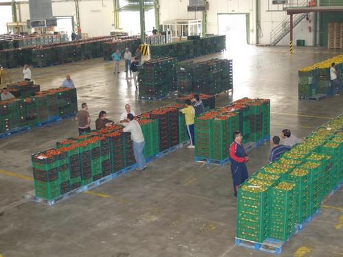 COAG reclama que se eleven los mínimos exigidos en volumen y socios para constituir una Organización de Productores de Frutas y hortalizas (OPFH)