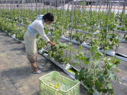 Sanz anuncia la ampliación de la reducción de módulos del IRPF para agricultores y ganaderos que “ratifica el compromiso del Gobierno con el campo andaluz”