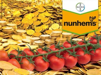 Sintonia F1 destaca en el mercado de tomate cherry ramo por su producción y por su rentabilidad