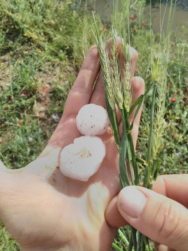 El granizo causa pérdidas de hasta el 60% en el cereal y el almendro de Los Vélez