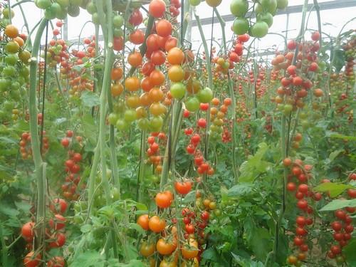 Destruyen una partida de cherry marroquí por contener norovirus y sendos envíos de pimiento dominicano y turco por superar los LMR
