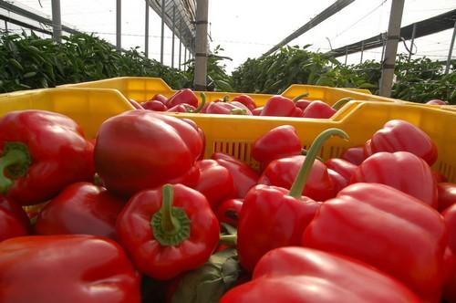 Subida casi generalizada de los precios en este inicio del mes de junio