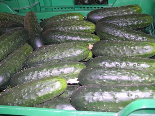 El pepino vuelve a subir de precio en el ecuador de junio y el francés supera los 0,70 euros el kilo