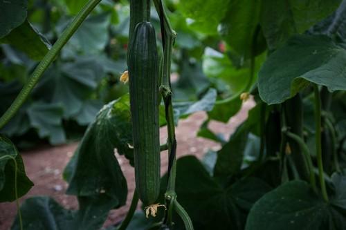 Tejo y Encina son las variedades más destacadas de Semillas Fitó para siembras de verano de pepino holandés
