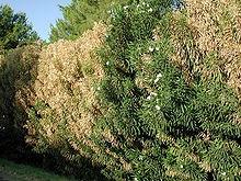 La Mesa de la Sanidad Vegetal se reúne mañana para analizar la situación actual de la Xylella fastidiosa en la Península