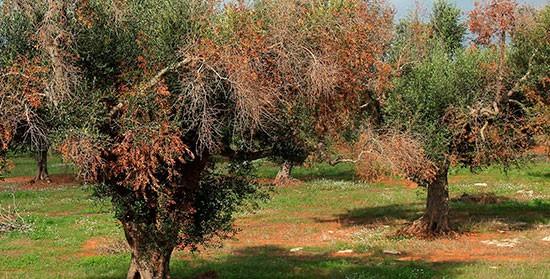 UPA pide coordinación y ayudas para los afectados por la Xylella fastidiosa tras su llegada a la Península